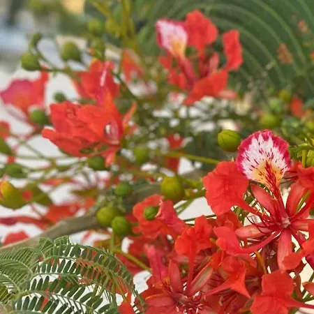 Beautiful Near The Sea And A Large Private Garden アパート *